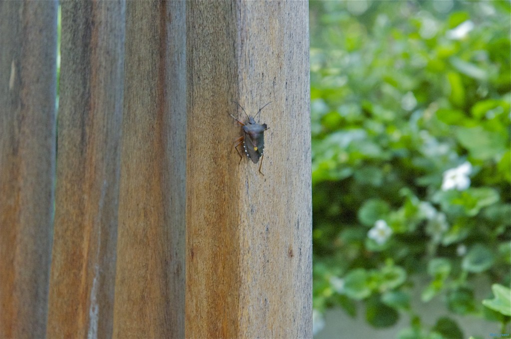 unbekannter Käfer