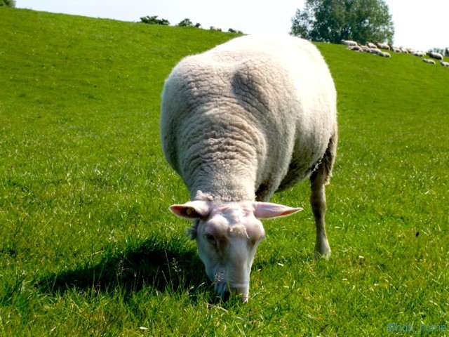 Schaf auf dem Deich 