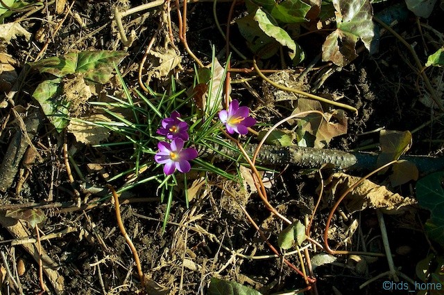 Krokus