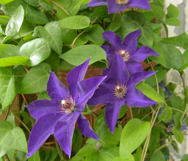 Clematis 2013