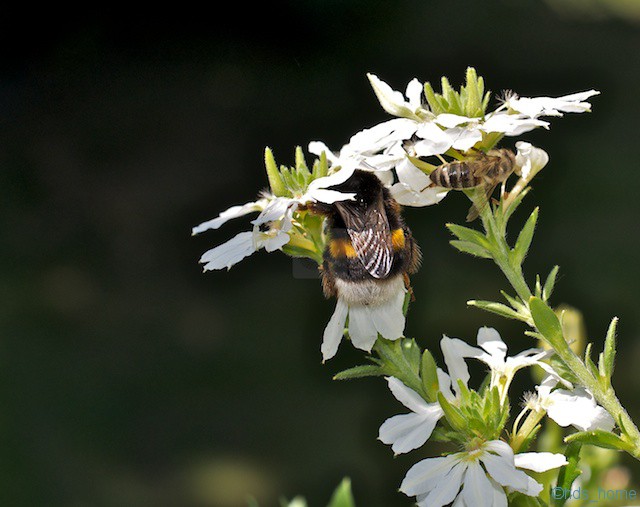 Hummel und Biene