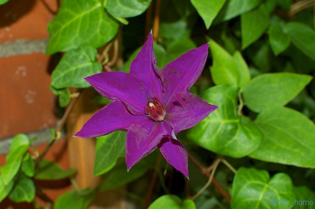 Clematis