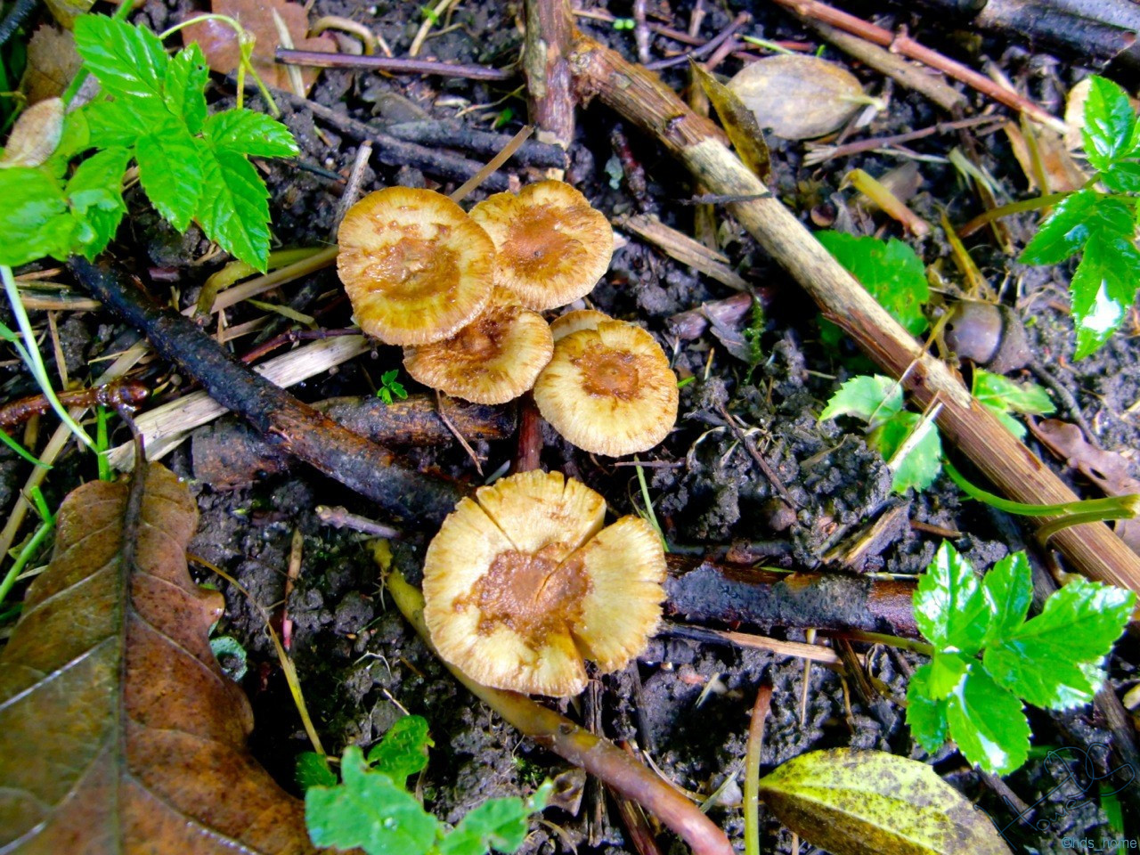 Lokstedter Pilz