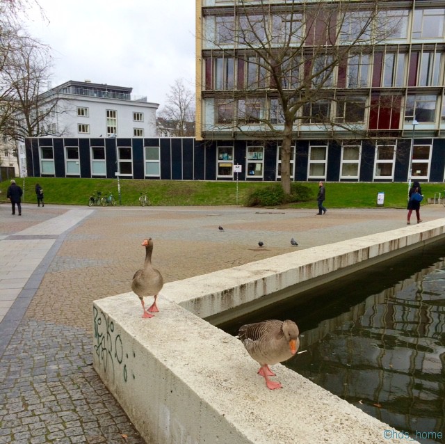 Graugänse am UniTeich