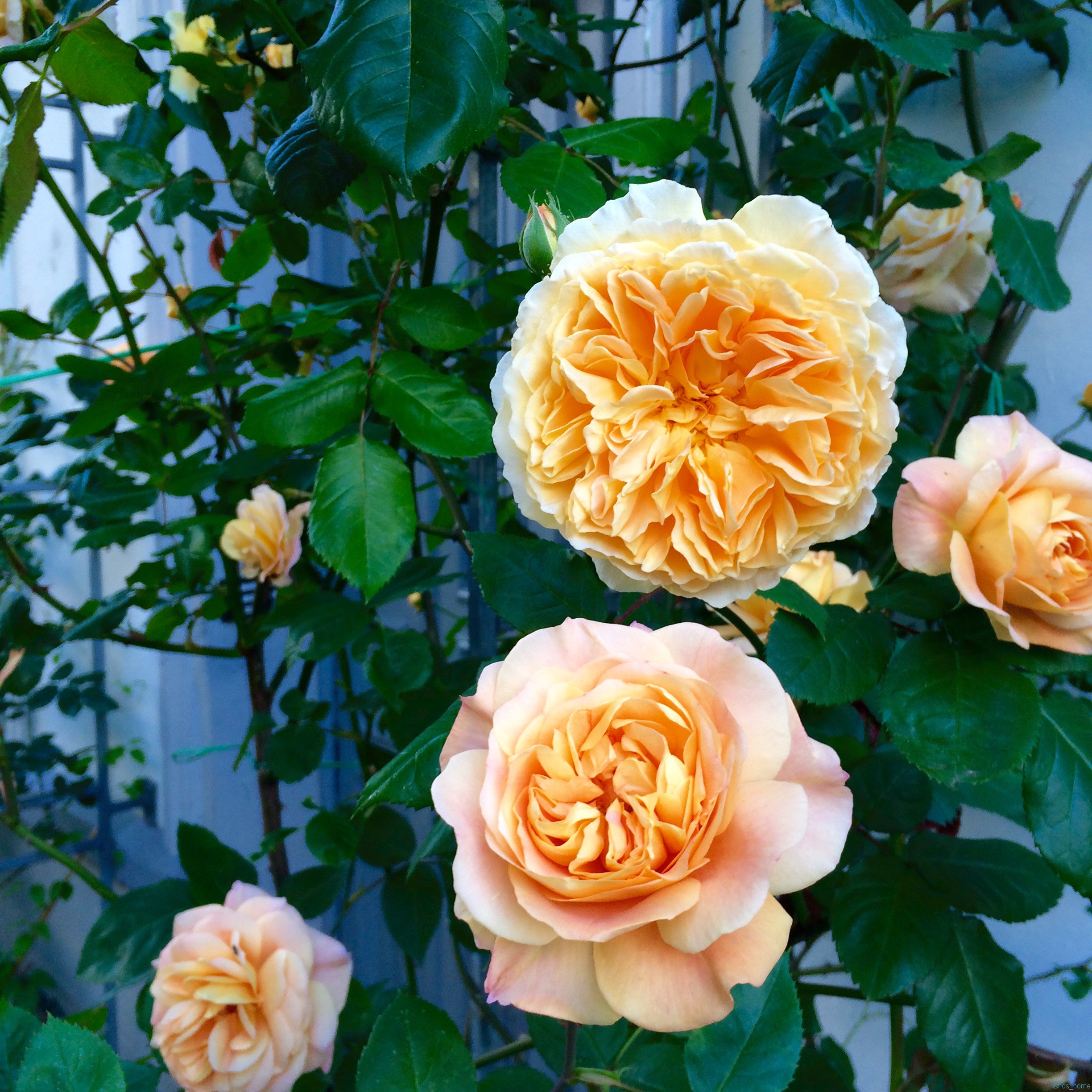 Diese Rose wurde fotografiert in der Falkenried Terasse im Juni 2015