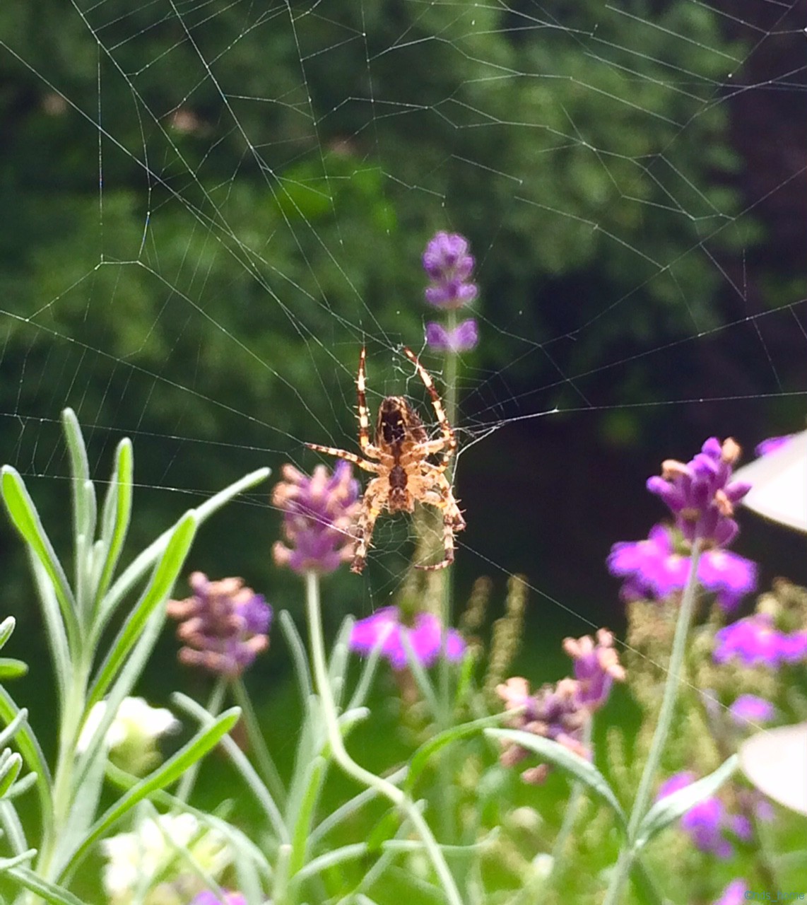 Altweibersommerspinner