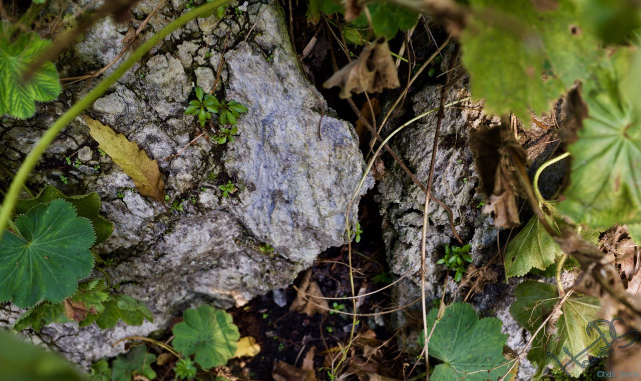 Aufegnommen mit der Fujifilm X100F in Planten un Blomen