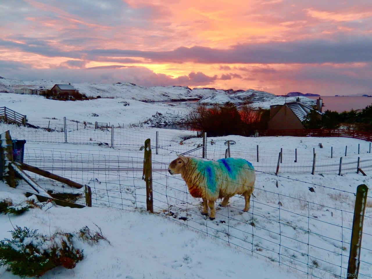 Cheviot-Widder. Das Copyright diese Foto liegt bei einer Bewohnerin der Isle of Lewis! An dieser Stelle nochmal Danke für die Nutzungserlaubnis!