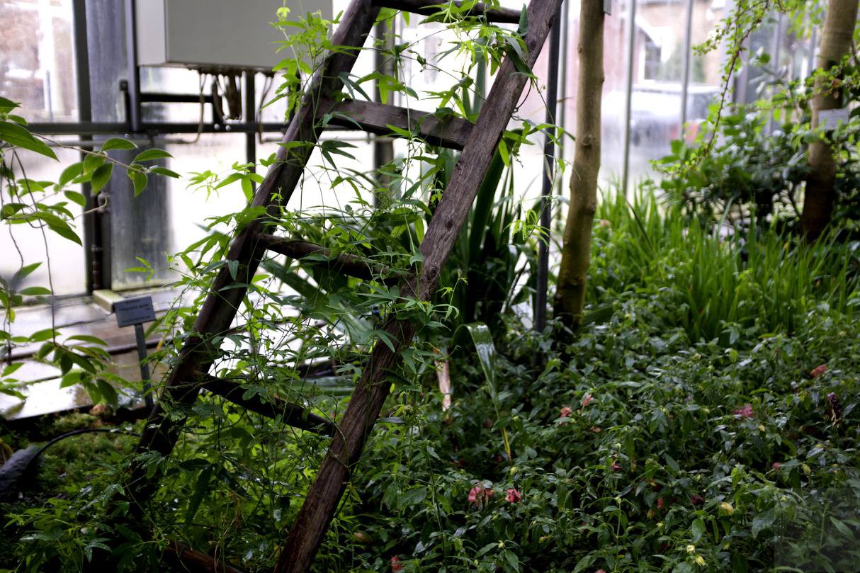 Gewächshausgrün in Planten un Blomen am Jahresanfang 2018, aufgenommen mit X100f von Fuji